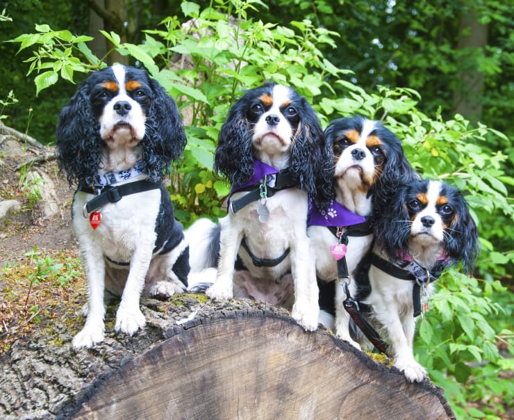 Chilled Dawgz Doggy Day Care Glasgow 4 cavalier girls